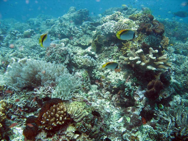 Diving around Bunaken island, Mandolin dive site. Sulawesi,  Indonesia.