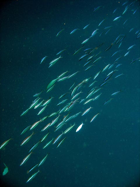 Diving around Bunaken island, Alban dive site. Sulawesi,  Indonesia.