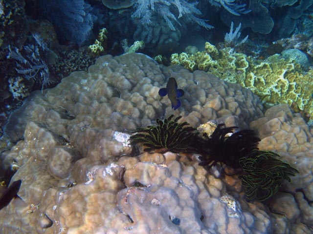 Diving around Bunaken island, Alban dive site. Sulawesi,  Indonesia.
