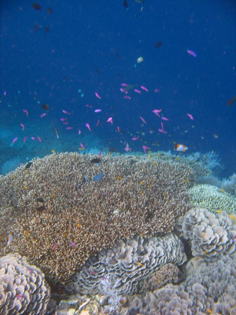 Diving around Bunaken island, Alban dive site. Sulawesi,  Indonesia.