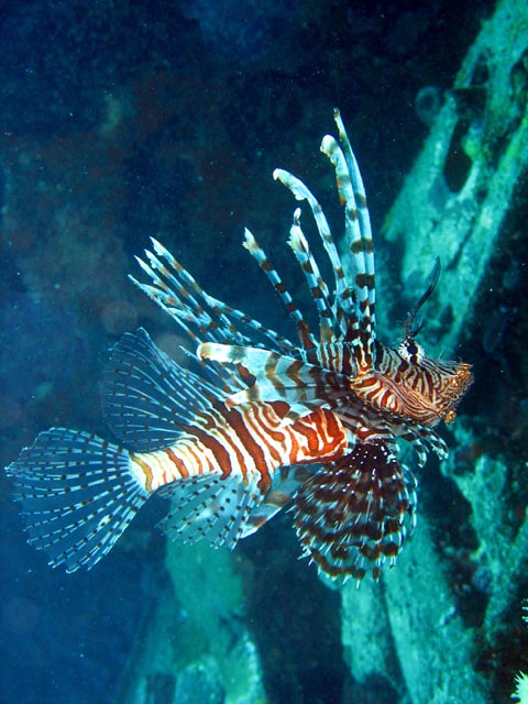Lionfish. Diving around Togian islands, Kadidiri, plane wreck B24 from the 2nd World War sunken on Mai 3rd, 1945. Sulawesi,  Indonesia.
