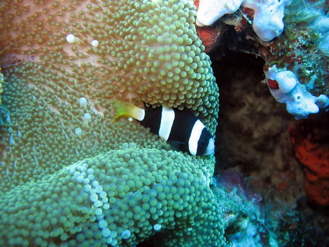 Clarks anemonefish (Amphiprion clarkii). Diving around Togian islands, Kadidiri, Two Canyons dive site. Sulawesi,  Indonesia.