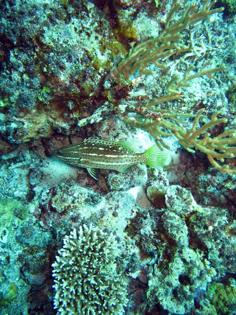 Diving around Togian islands, Kadidiri, Dominic Rock dive site. Sulawesi,  Indonesia.