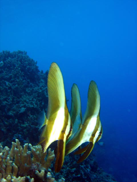 Bannerfish. Diving around Togian islands, Kadidiri, Taipai island dive site. Sulawesi,  Indonesia.