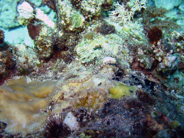 Pipefish. Diving around Biak islands, Owi island dive site. Papua,  Indonesia.