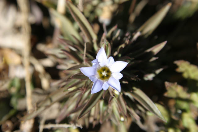 Flowers on the way to Mt. Victoria. Chin State. Myanmar (Burma).