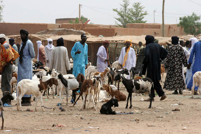 Cattle market at Agadez town. Niger.
