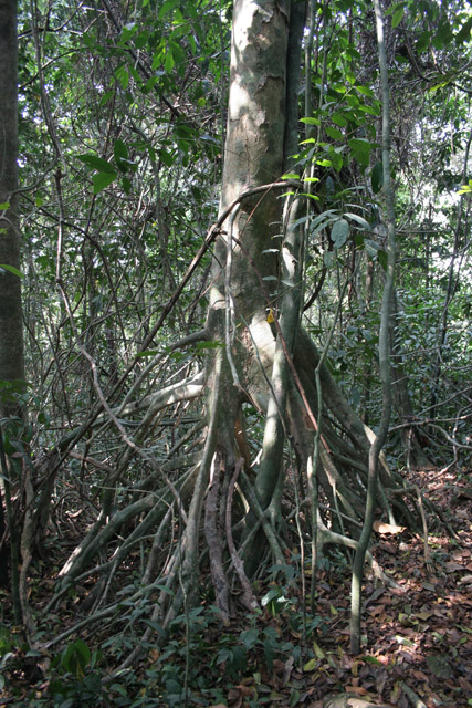 The Korup National Park is in western Cameroon against the Nigerian border. It has 1259 sq km of tropical rainforest known for its high biological diversity, including more than 50 species of large mammals. Cameroon.