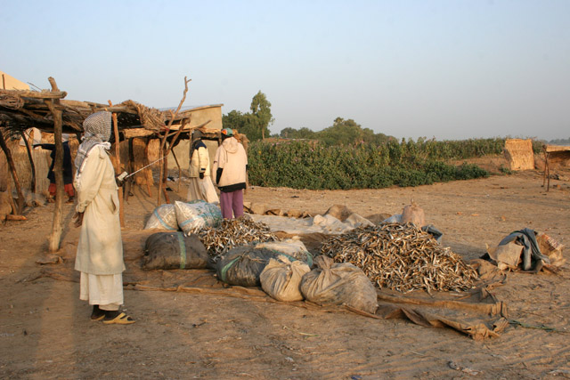 Life around Chari river. Lake Chad area. Cameroon.