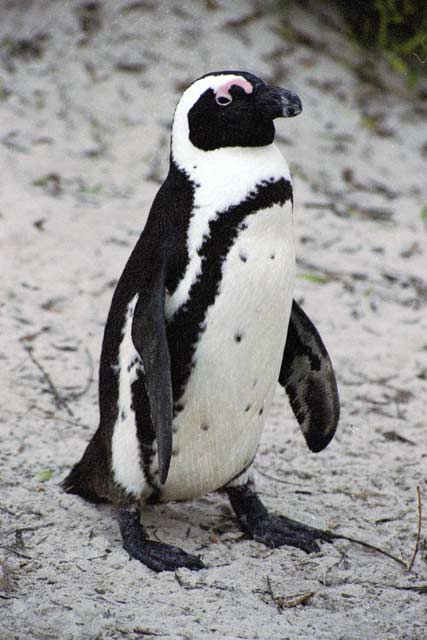 Penguins, Boulders Beach. South Africa.
