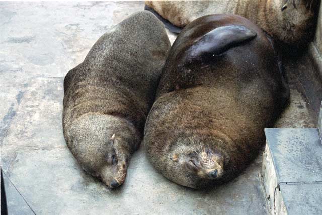 Animals at Waterfront in Cape Town. South Africa.
