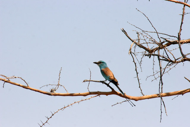 Lilac-breasted Roller, Waza National Park. Cameroon.