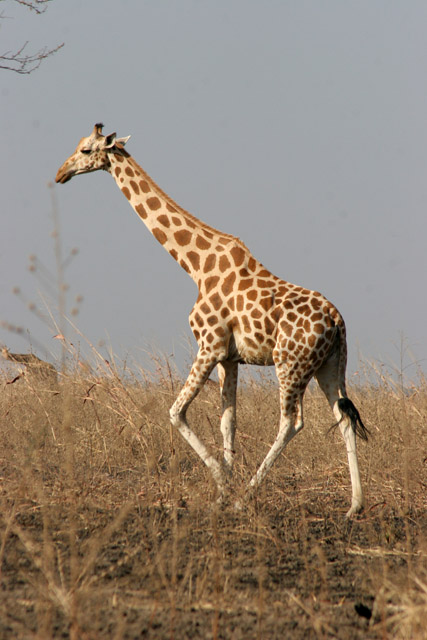 Giraffe. Waza National Park. Cameroon.