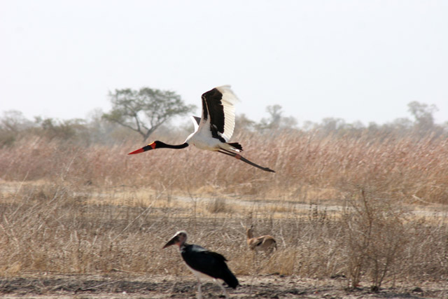Saddle-billed stork, Waza National Park. Cameroon.