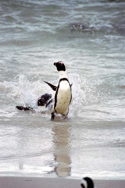 Penguins at Boulders Beach. South Africa.
