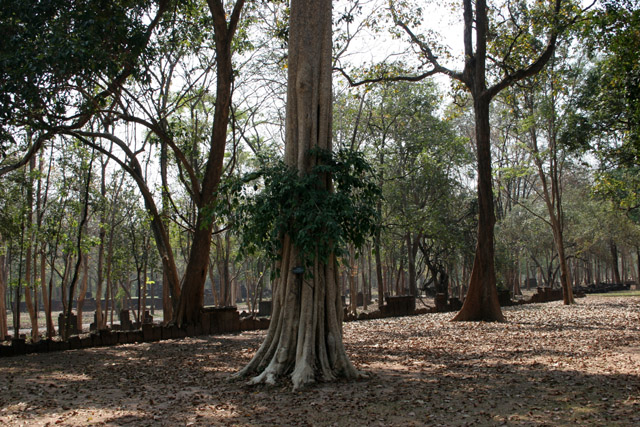 Kamphaeng Phet Historical Park. Thailand.