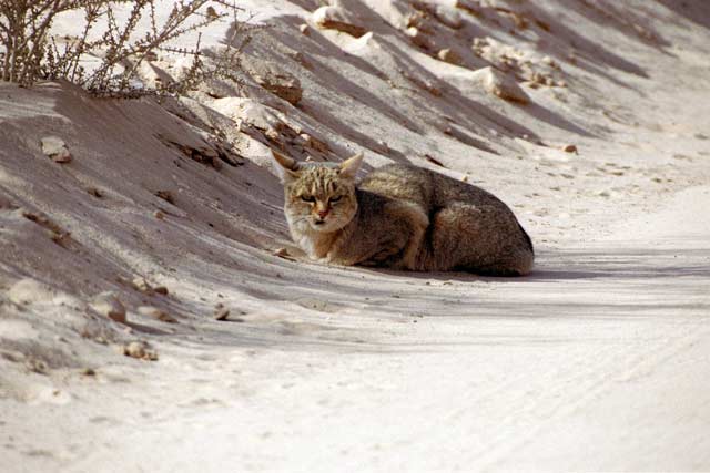 African wild cat, Kalahari Gemsbok National Park. South Africa.