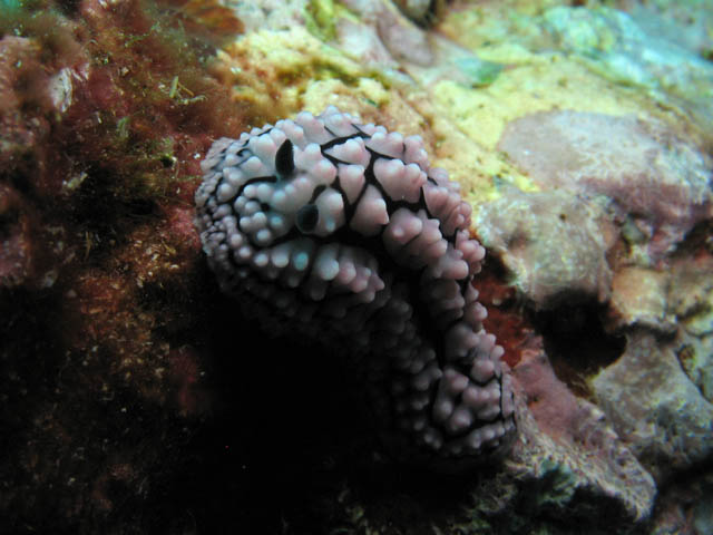 Polyclad Flatworm. Richelieu Rock dive site. Thailand.