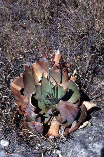 Aloe, l'Isalo National park. Madagascar.
