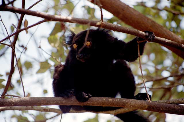 Semi-tame black lemur, Nosy Komba. Madagascar.