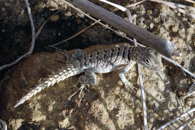 Lizard, Tsiribihina river area. Madagascar.