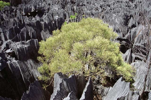 Grands Tsingy, Tsingy de Bemaraha National park. Madagascar.