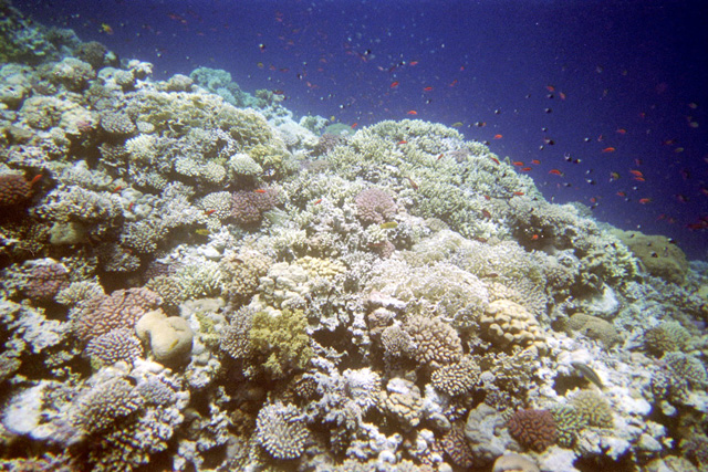Red sea. Egypt.